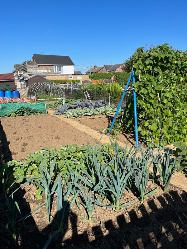Hillstown Allotments